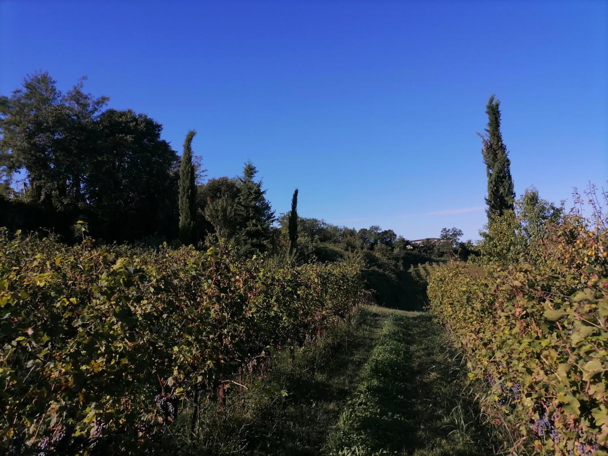 Relais Ca' Morenica Valeggio sul Mincio Zewnętrze zdjęcie